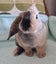 Lovely Mini Lop Bunnies Carousel 5