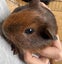 Guinea pig babies (2 male, 5 female) Carousel 1
