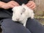 Baby Guinea Pig (Male) Carousel 5