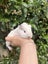 Baby Guinea Pig (Male) Carousel 9