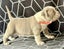 American bully (pocket) Carousel 3
