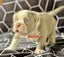 American bully (pocket) Carousel 4