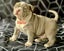 American bully (pocket) Carousel 6