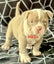 American bully (pocket) Carousel 5