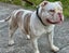 American bully (pocket) Carousel 8