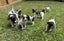Purebred Fox Terrier Puppies for Sale Carousel 3