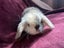 Mini Lop Fawn Rabbit needing a new home Carousel 9