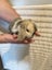 Mini Lop Fawn Rabbit needing a new home Carousel 10