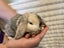 Mini Lop Fawn Rabbit needing a new home Carousel 1