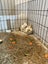 Mini Lop Fawn Rabbit needing a new home Carousel 11