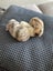 Mini Lop Fawn Rabbit needing a new home Carousel 13