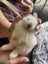 Mini Lop Fawn Rabbit needing a new home Carousel 2