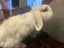 Mini Lop Fawn Rabbit needing a new home Carousel 5