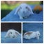 very cute Pure Bred mini Lops Carousel 2