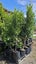 Ficus tuffi 25L, ht. 1.5m - 2m...x24 Carousel 1