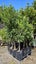 Ficus tuffi 25L, ht. 1.5m - 2m...x24 Carousel 2
