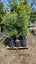 Ficus tuffi 25L, ht. 1.5m - 2m...x24 Carousel 3
