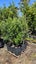 Ficus tuffi 25L, ht. 1.5m - 2m...x24 Carousel 4