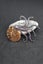 Ammonite fossil brooch Carousel 2