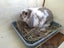 Mini Lop rabbit and cage Carousel 1