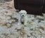 Bichon Puppies - gorgeous Carousel 3