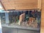 Red Sea Reefer 350l fully equiped display aquarium freshwater and marine Carousel 3
