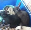 NETHERLAND DWARF BABY BUNNIES Carousel 4