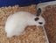NETHERLAND DWARF BABY BUNNIES Carousel 2