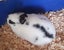 NETHERLAND DWARF BABY BUNNIES Carousel 3