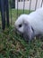 Mini Lop Brother & Sister – Fully Vaccinated, 15 Weeks Carousel 6