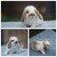 very cute Pure Bred mini Lops Carousel 4