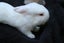 Mini Lop Bunnies Carousel 8