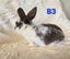 Mini Lop Kits Carousel 7