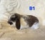 Mini Lop Kits Carousel 3