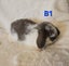 Mini Lop Kits Carousel 4
