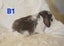 Mini Lop Kits Carousel 2