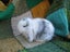 Mini Lop Rabbits Carousel 2