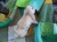 Mini Lop Rabbits Carousel 3