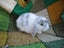 Mini Lop Rabbits Carousel 6