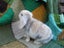 Mini Lop Rabbits Carousel 7