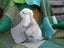 Mini Lop Rabbits Carousel 8
