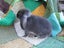 Mini Lop Rabbits Carousel 12