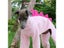 Italian Greyhound Dinosaur Costume Polar Fleece Onesie Carousel 5