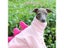 Italian Greyhound Dinosaur Costume Polar Fleece Onesie Carousel 7