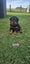 Beautiful Purebred Rottweiler Puppies Carousel 4