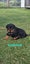 Beautiful Purebred Rottweiler Puppies Carousel 5