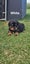 Beautiful Purebred Rottweiler Puppies Carousel 6