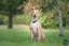 Cane (Ellie's Canine Rescue & Rehome) Carousel 2