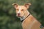 Cane (Ellie's Canine Rescue & Rehome) Carousel 3