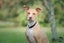 Cane (Ellie's Canine Rescue & Rehome) Carousel 1